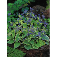 Brunnera sercolistna 'Hadspen Cream' Brunnera