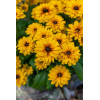 Rudbekia Littlebeckia 'Ballerina' | Rudbeckia hirta