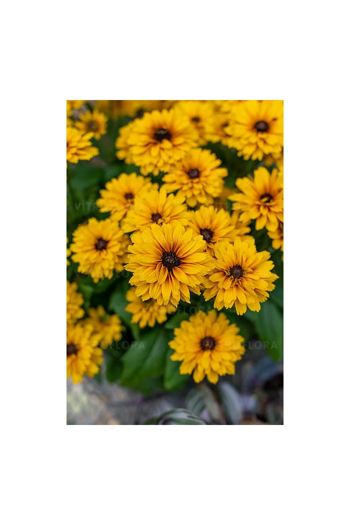 Rudbekia Littlebeckia 'Ballerina' | Rudbeckia hirta
