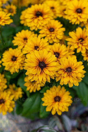 Rudbekia Littlebeckia 'Ballerina' | Rudbeckia hirta