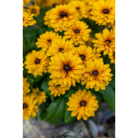 Rudbekia Littlebeckia 'Ballerina' | Rudbeckia hirta