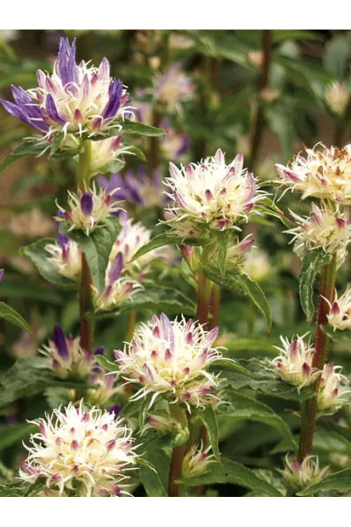 Dzwonek skupiony 'Twisterbell' | Campanula glomerata