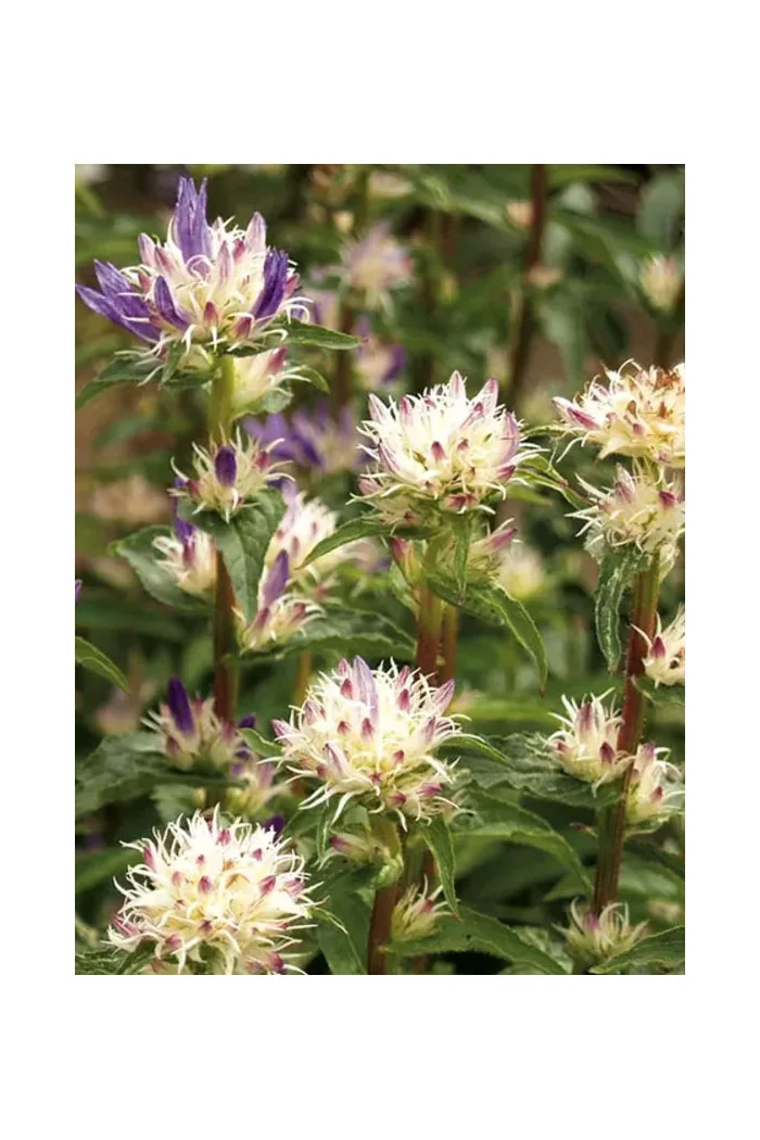 Dzwonek skupiony 'Twisterbell' | Campanula glomerata