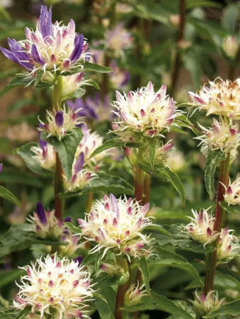 Dzwonek skupiony 'Twisterbell' | Campanula glomerata