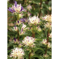 Dzwonek skupiony 'Twisterbell' | Campanula glomerata