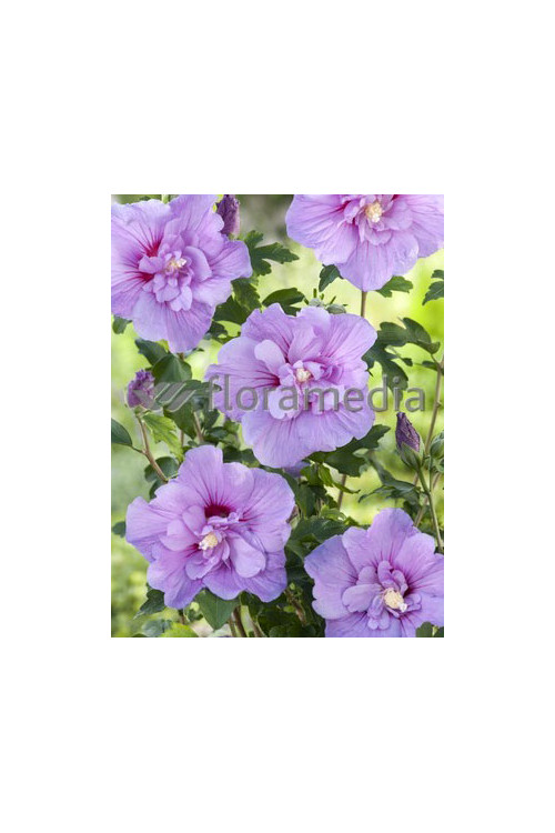 Ketmia syryjska 'Magenta Chiffon' Hibiscus syriacus