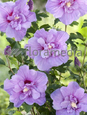 Ketmia syryjska 'Magenta Chiffon' Hibiscus syriacus