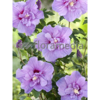 Ketmia syryjska 'Magenta Chiffon' Hibiscus syriacus