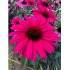 Jeżówka 'Sensation Wild Romance' | Echinacea