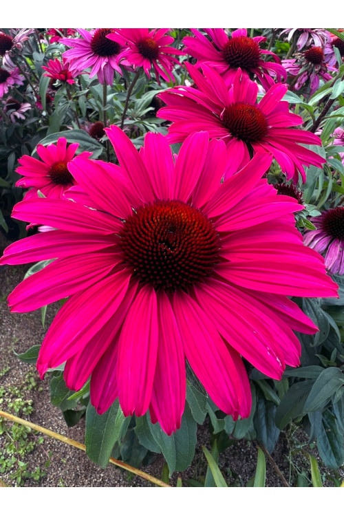 Jeżówka 'Sensation Wild Romance' | Echinacea