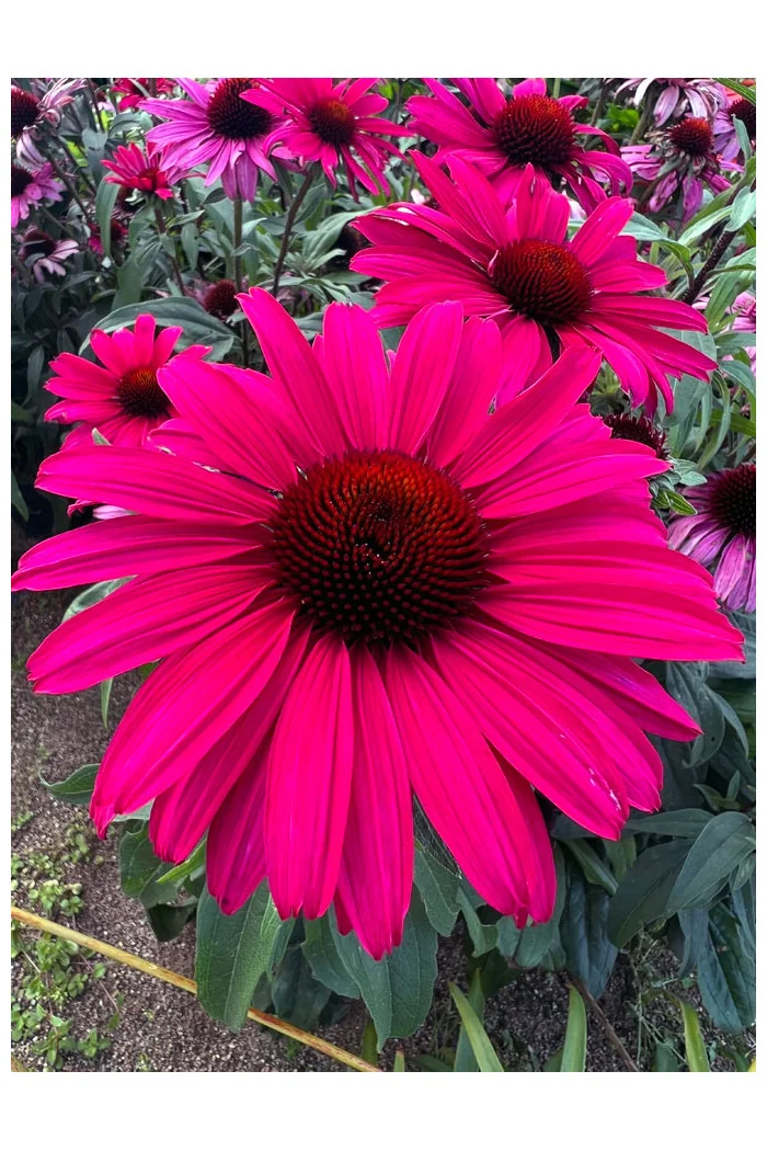 Jeżówka 'Sensation Wild Romance' | Echinacea