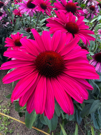 Jeżówka 'Sensation Wild Romance' | Echinacea