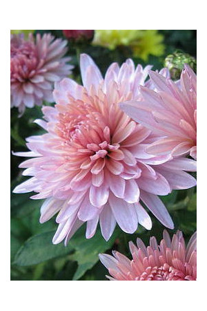 Złocień ogrodowy 'Orchid Helen' Chrysanthemum indicum