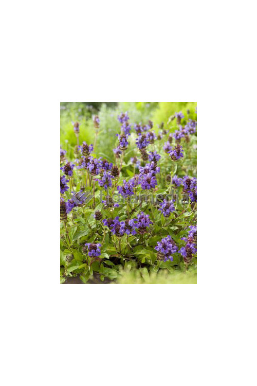 Głowienka wielkokwiatowa 'Freelander Blue' | Prunella grandiflora