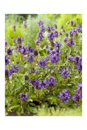 Głowienka wielkokwiatowa 'Freelander Blue' | Prunella grandiflora