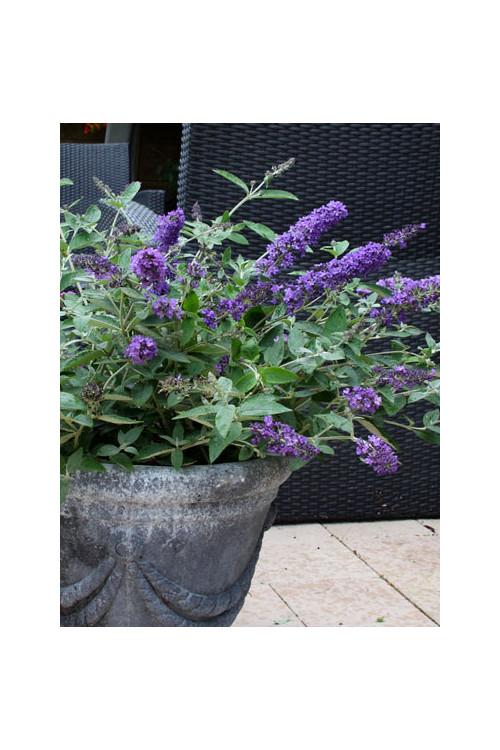 budleja, budleja Petite Blue Heaven, Buddleja, motyli krzew