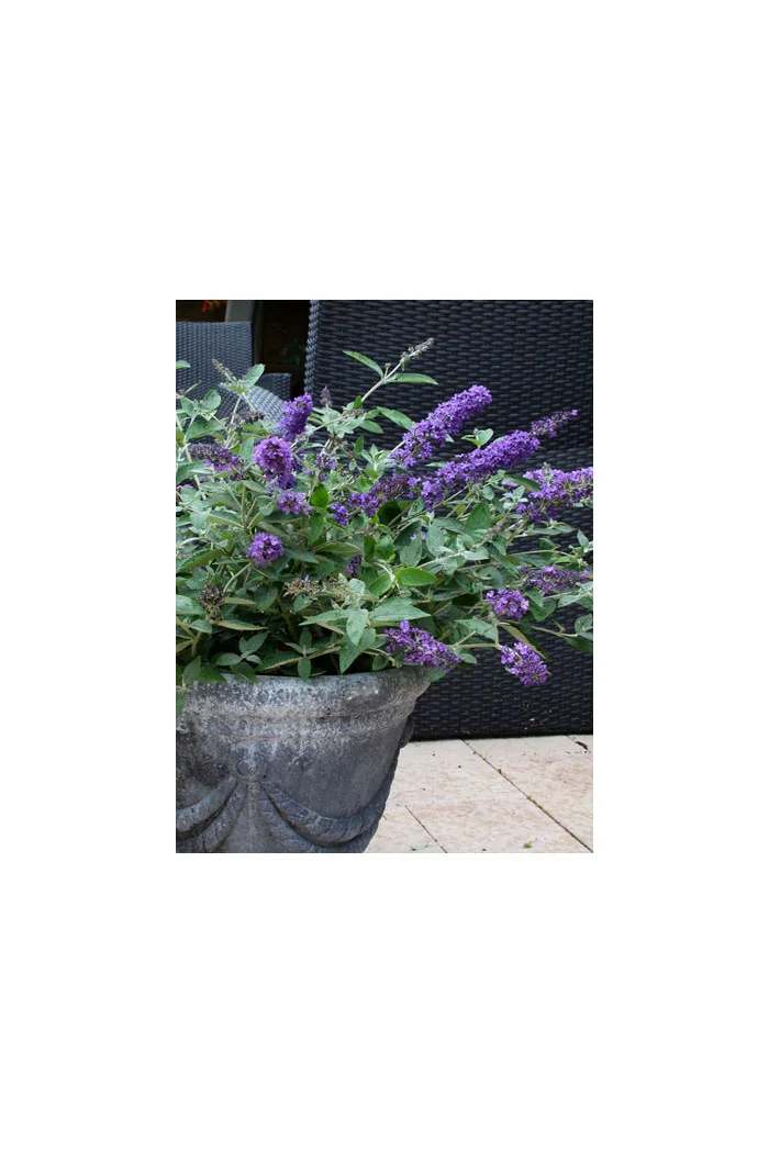 budleja, budleja Petite Blue Heaven, Buddleja, motyli krzew