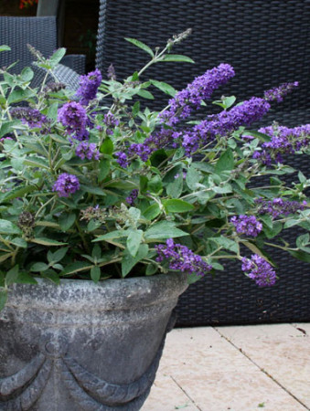 budleja, budleja Petite Blue Heaven, Buddleja, motyli krzew