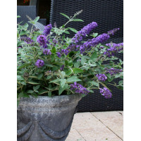 budleja, budleja Petite Blue Heaven, Buddleja, motyli krzew