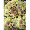 Floks wiechowaty 'Sherbet Blend' Phlox panniculata