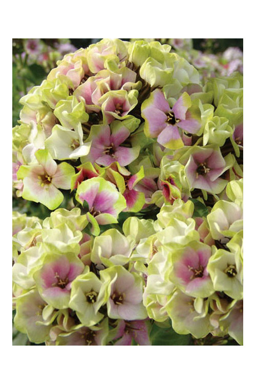 Floks wiechowaty 'Sherbet Blend' Phlox panniculata