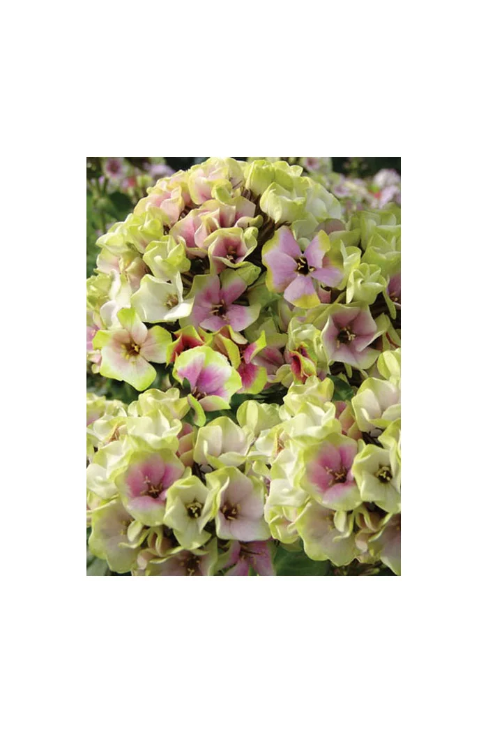 Floks wiechowaty 'Sherbet Blend' Phlox panniculata