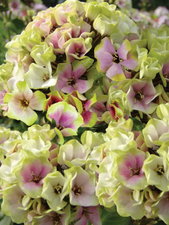 Floks wiechowaty 'Sherbet Blend' Phlox panniculata