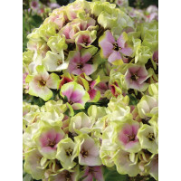 Floks wiechowaty 'Sherbet Blend' Phlox panniculata