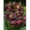 Ciemiernik rdzawoczerwony Helleborus atrorubens