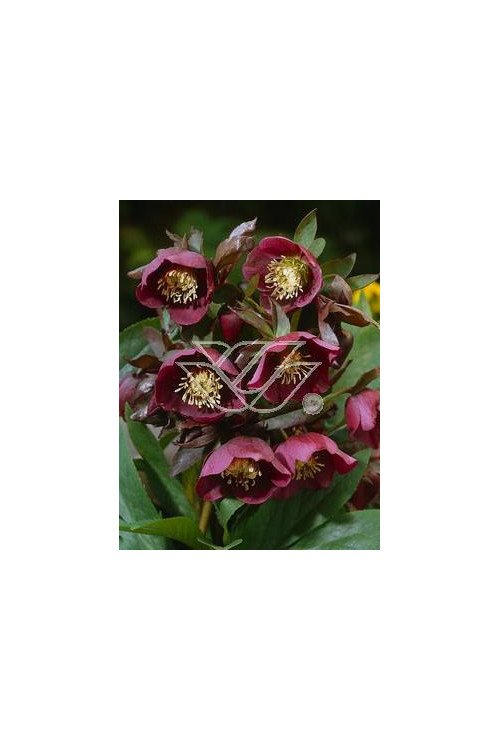 Ciemiernik rdzawoczerwony Helleborus atrorubens