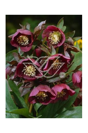 Ciemiernik rdzawoczerwony Helleborus atrorubens
