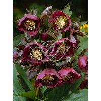 Ciemiernik rdzawoczerwony Helleborus atrorubens