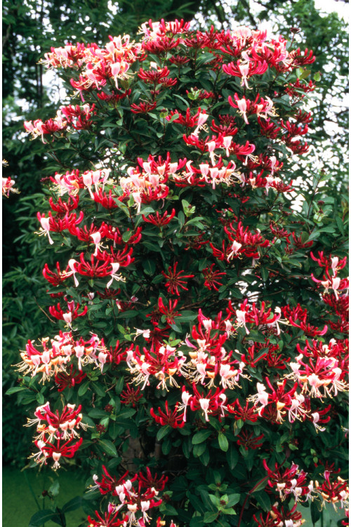 Wiciokrzew pomorski 'Serotina' | Lonicera periclymenum