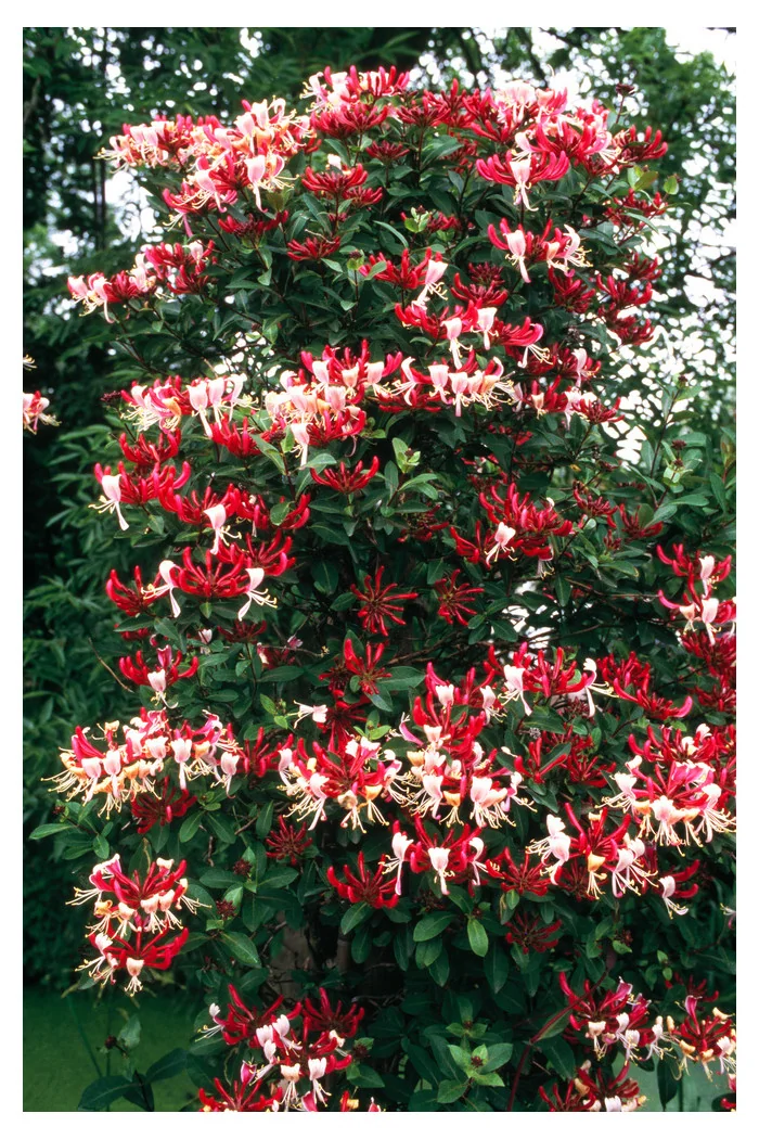 Wiciokrzew pomorski 'Serotina' | Lonicera periclymenum