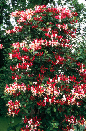 Wiciokrzew pomorski 'Serotina' | Lonicera periclymenum