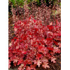 Żurawka 'Peach Flambe' Heuchera