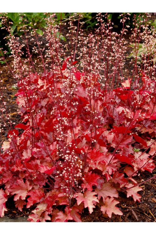 Żurawka 'Peach Flambe' Heuchera