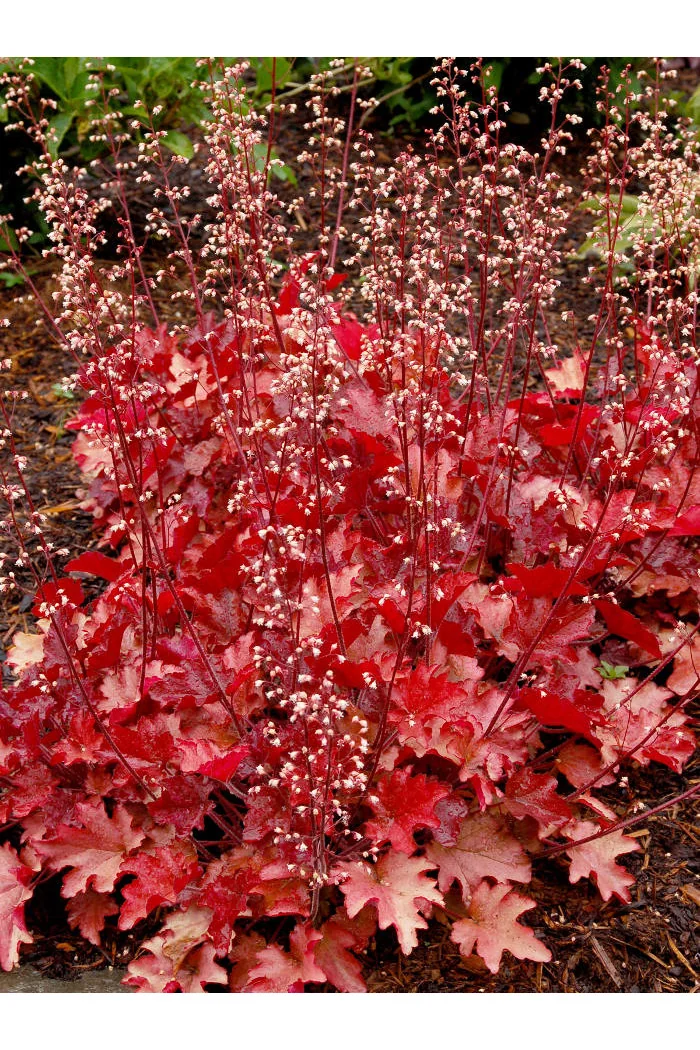 Żurawka 'Peach Flambe' Heuchera