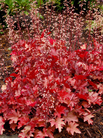 Żurawka 'Peach Flambe' Heuchera