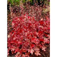 Żurawka 'Peach Flambe' Heuchera