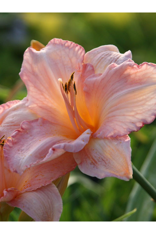 Liliowiec 'Dancing Shiva' Hemerocallis