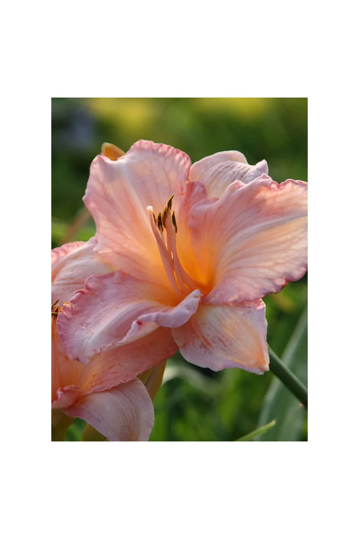 Liliowiec 'Dancing Shiva' Hemerocallis