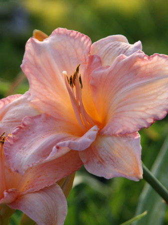 Liliowiec 'Dancing Shiva' Hemerocallis
