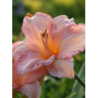 Liliowiec 'Dancing Shiva' Hemerocallis