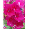 Floks wiechowaty 'Red Fire' Phlox panniculata