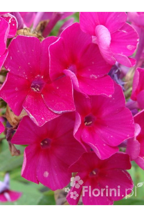 Floks wiechowaty 'Red Fire' Phlox panniculata