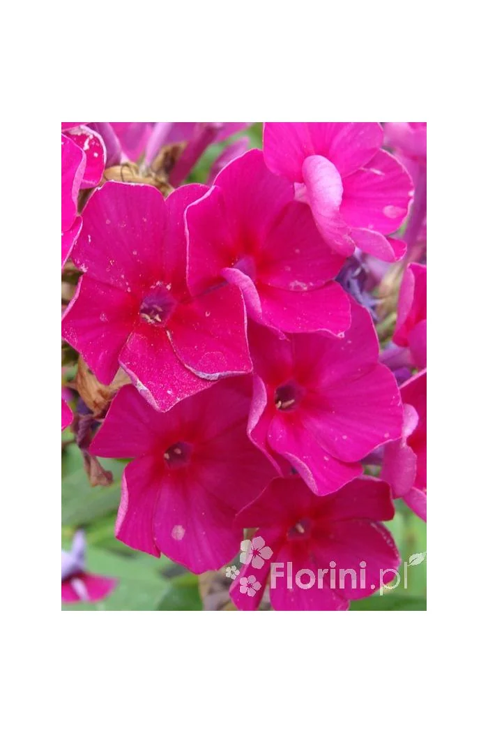 Floks wiechowaty 'Red Fire' Phlox panniculata