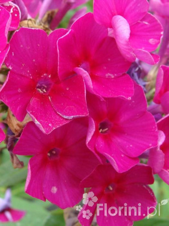 Floks wiechowaty 'Red Fire' Phlox panniculata