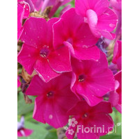 Floks wiechowaty 'Red Fire' Phlox panniculata