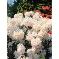 Azalia wielkokwiatowa 'Oxydol' | Rhododendron